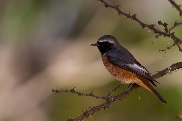 Common Redstart - ssp Samamisicus