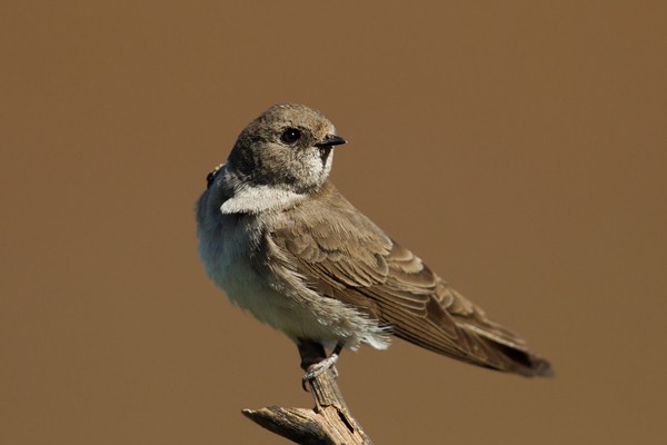Plain Martin