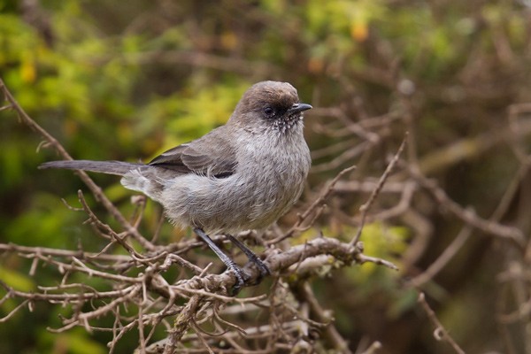 Brown Parisoma - ssp Griseiventris 
