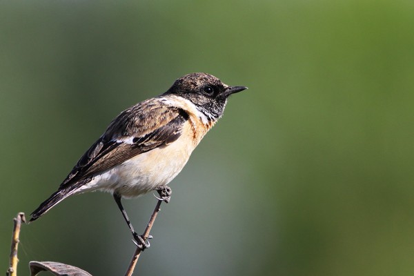 Siberian Stonechat - ssp Armenicus