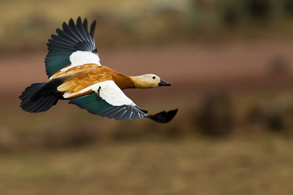 Ruddy Shelduck in flight
