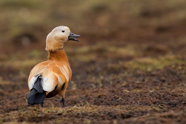 Ruddy Shelduck