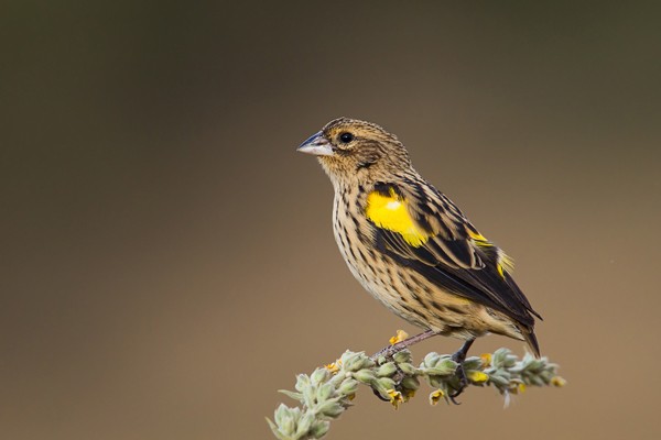 Yellow Bishop - ssp Xanthomelas