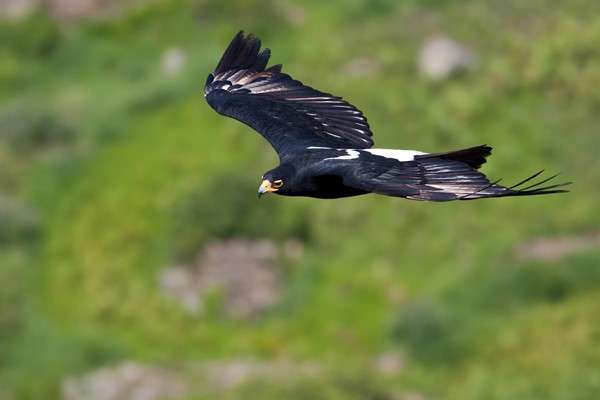 Verreauxs' Eagle in flight