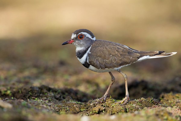 Three-banded Plover -Immature