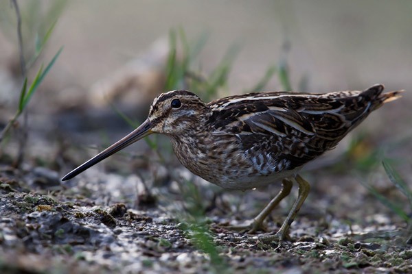 African Snipe - ssp Aequatorialis