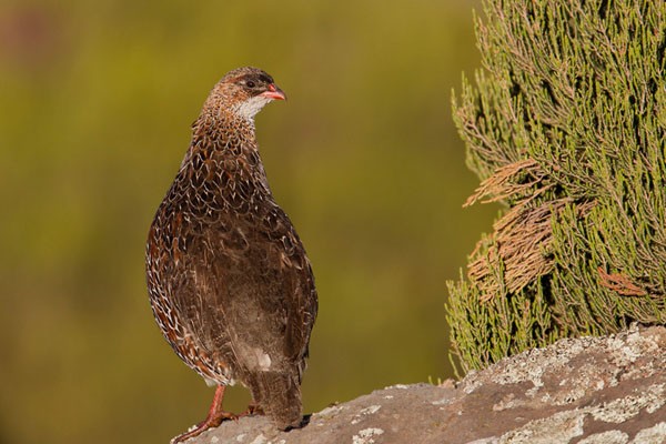 Chestnut-naped Francolin - ssp castaneicollis