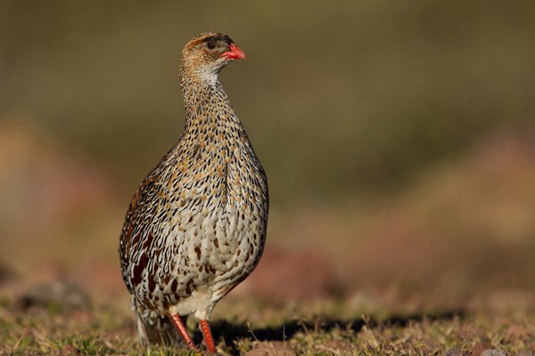 Chestnut-naped Francolin - ssp castaneicollis