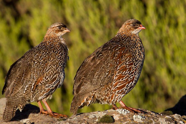 Chestnut-naped Francolin - ssp castaneicollis