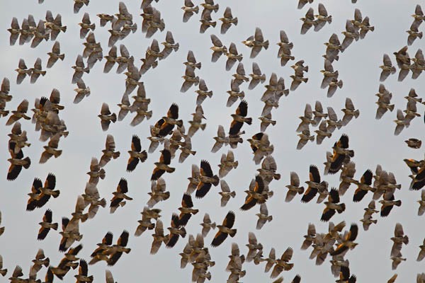 Fan-tailed Widowbird - flock in flight