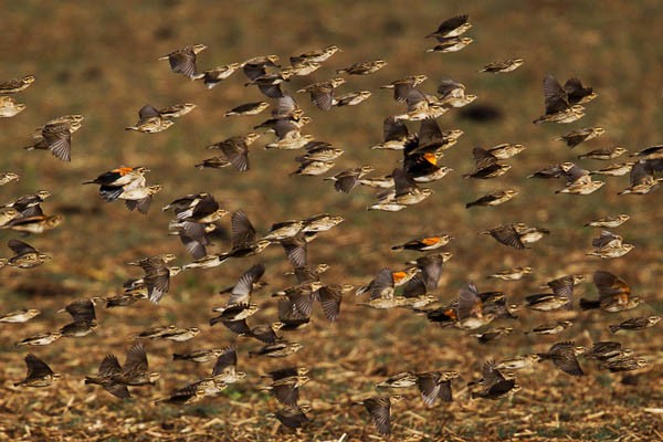 Fan-tailed Widowbird - flock in flight