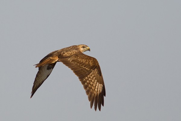 Long-legged Buzzard in flight