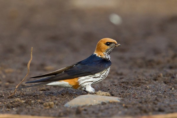 Lesser Striped Swallow - ssp Abyssinica