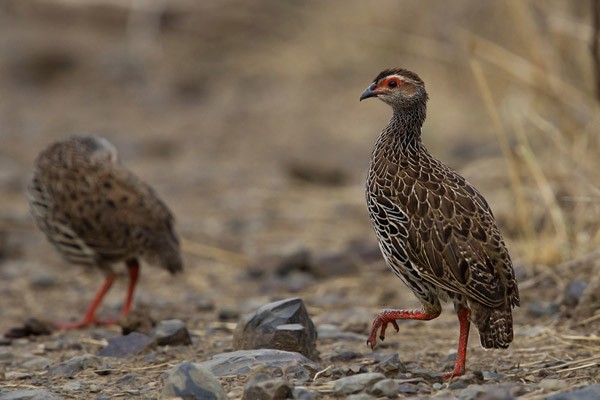 Clapperton's Francolin - ssp nigrosquamatus