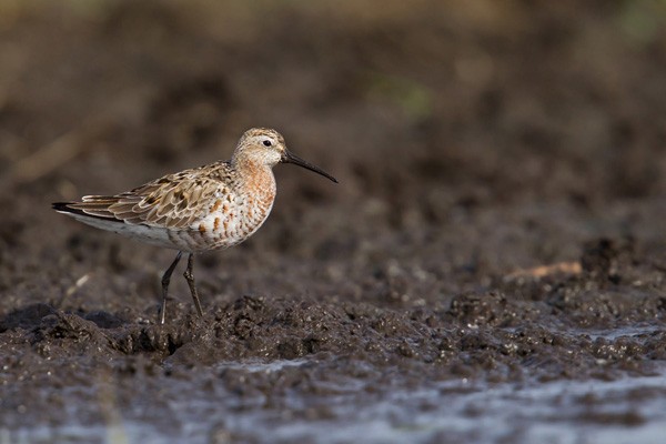 Curlew Sandpiper