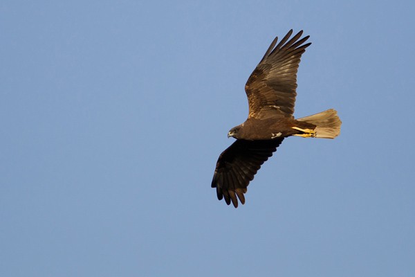 Western Marsh Harrier - dark type