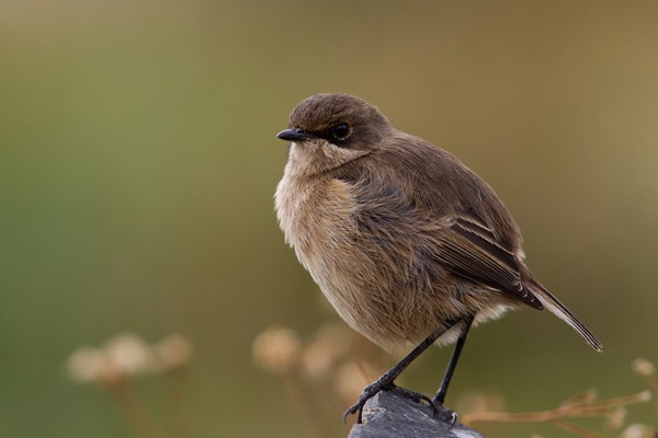 Moorland Chat - ssp sordida