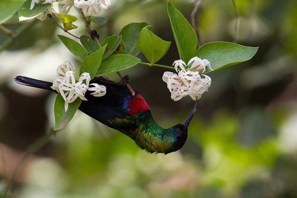 Shining Sunbird - ssp habessinicus