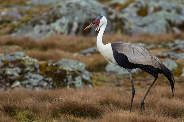 Wattled Crane
