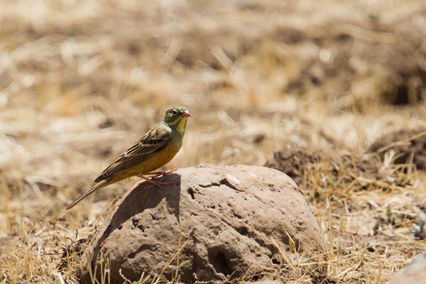 Ortolan Bunting