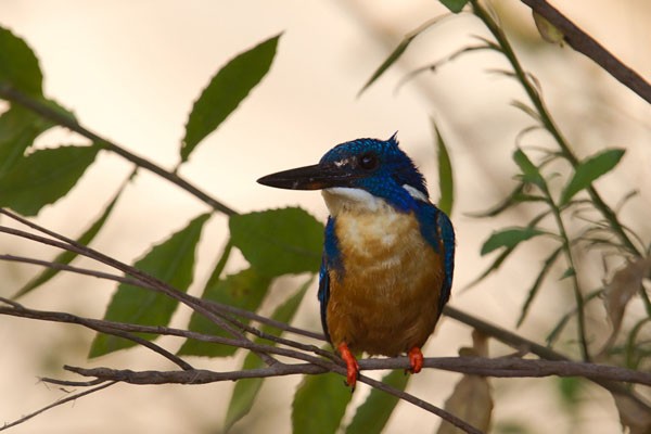 Half-collared Kingfisher