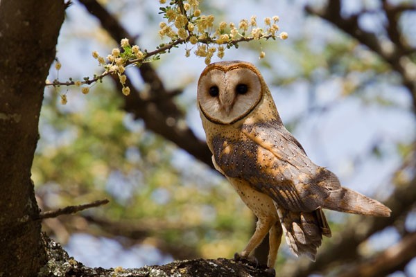 Barn Owl