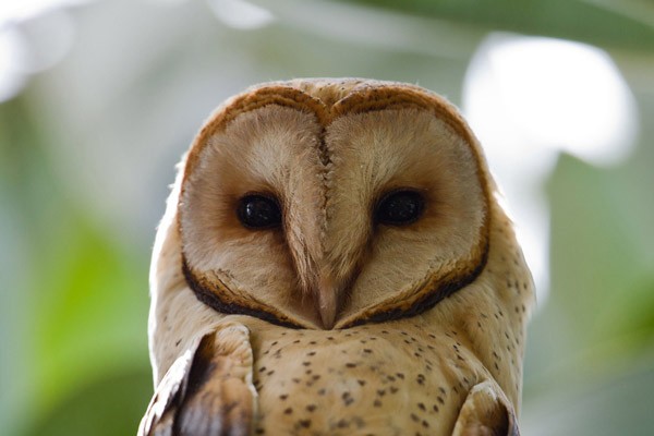 Barn Owl
