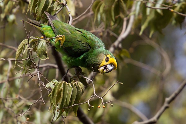 Yellow-fronted Parrot