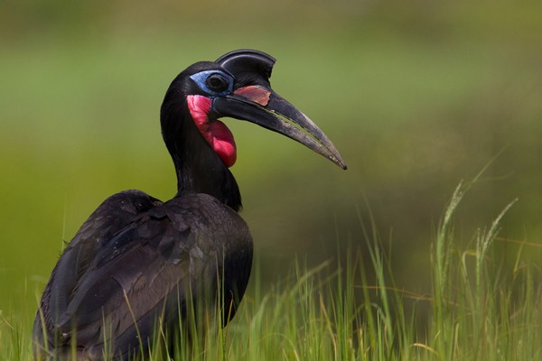 Abyssinian Ground Hornbill