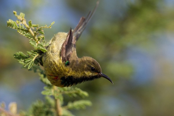 Beautiful Sunbird - ssp Pulchellus