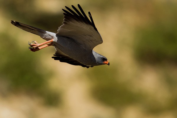 Dark Chanting Goshawk in flight - ssp Metabates