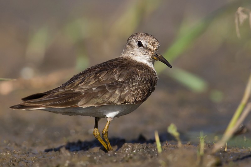 Temminck's Stint - 