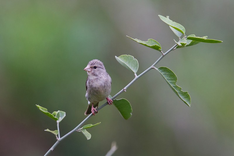 Yellow-rumped Seedeater