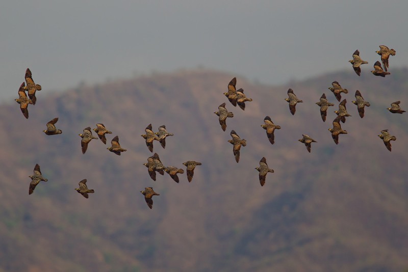 Yellow-throated Sandgrouse - flock in flight