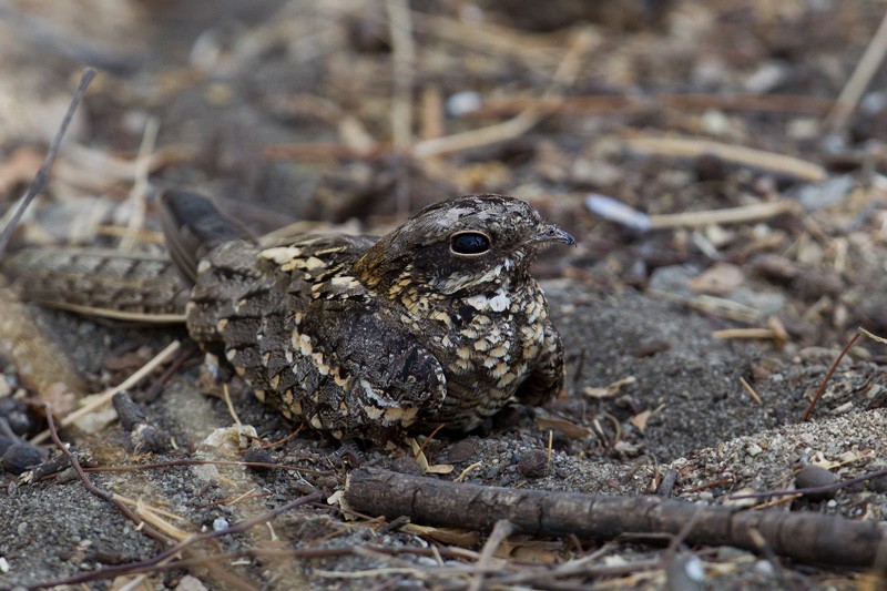 Slender-tailed Nightjar