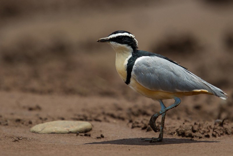 Egyptian Plover