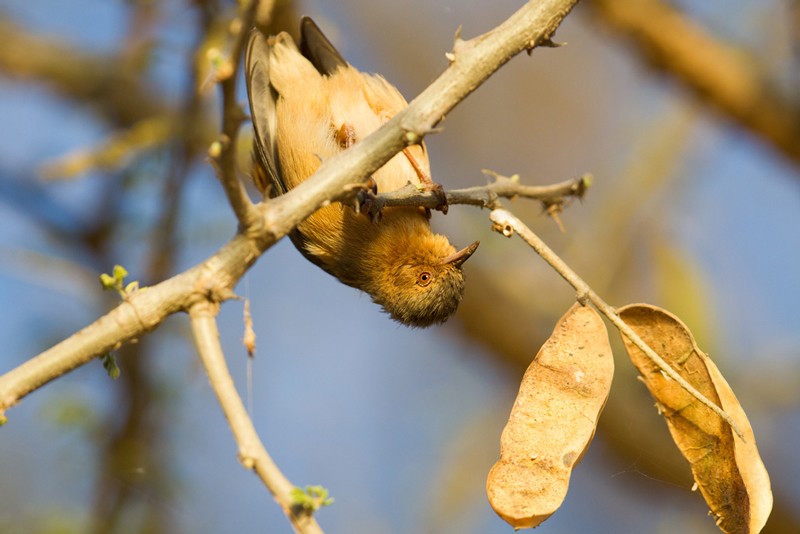 Red-faced Crombec - ssp Loringi