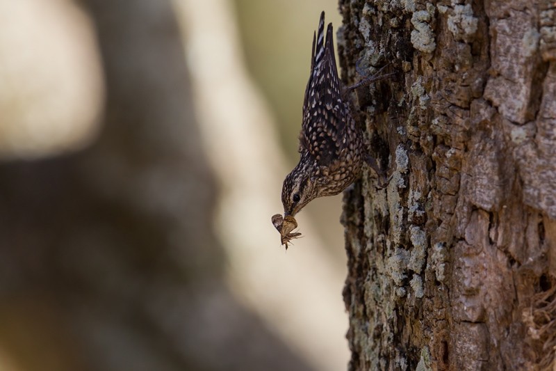 African Spotted Creeper - ssp Erlangeri