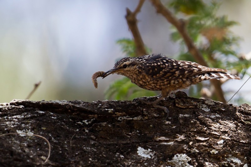 African Spotted Creeper - ssp Erlangeri