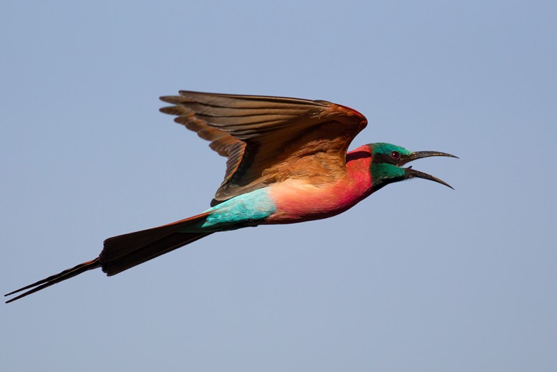 Northern Carmine Bee-eater in flight