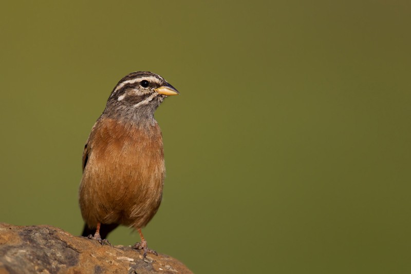Cinnamon-breasted Bunting