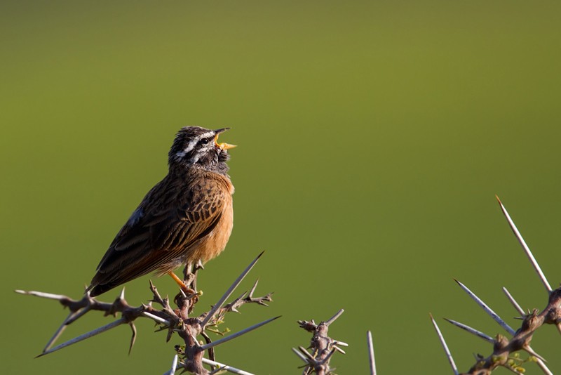 Cinnamon-breasted Bunting