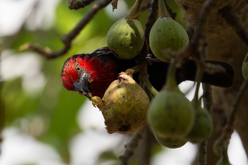 Black-billed Barbet - foraging