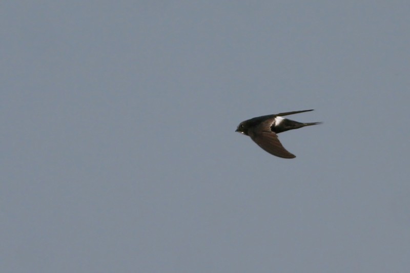 White-rumped Swift in flight