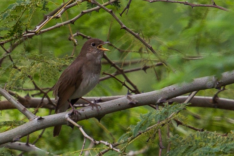 Thrush Nightingale