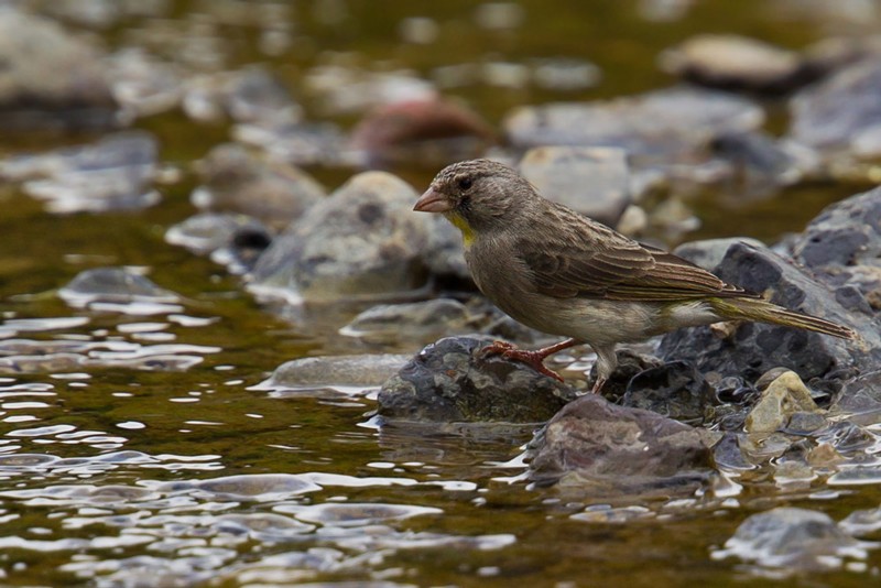 Yellow-throated Seedeater