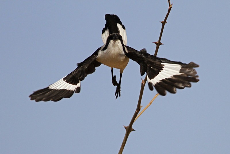 Grey-backed Fiscal