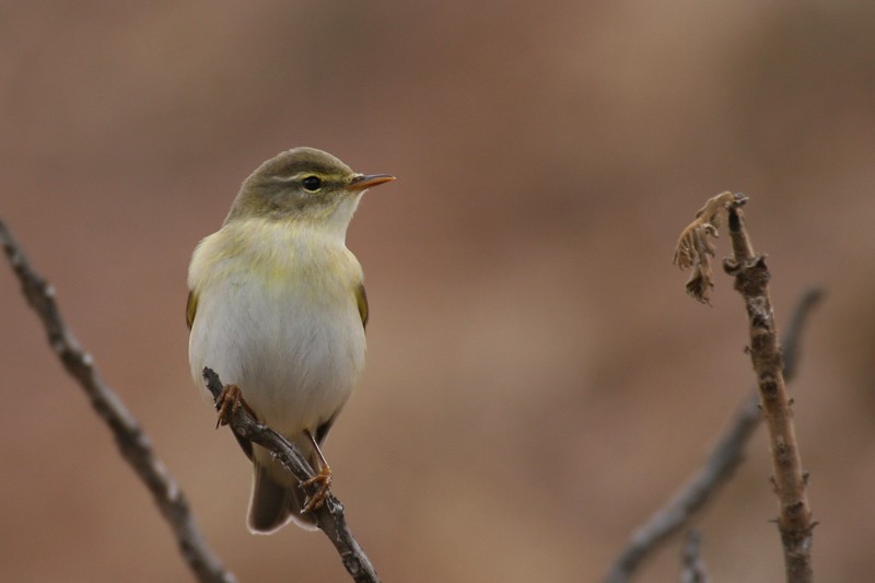 Willow Warbler