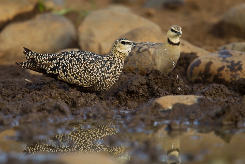 Yellow-throated Sandgrouse - female drinking at the river
