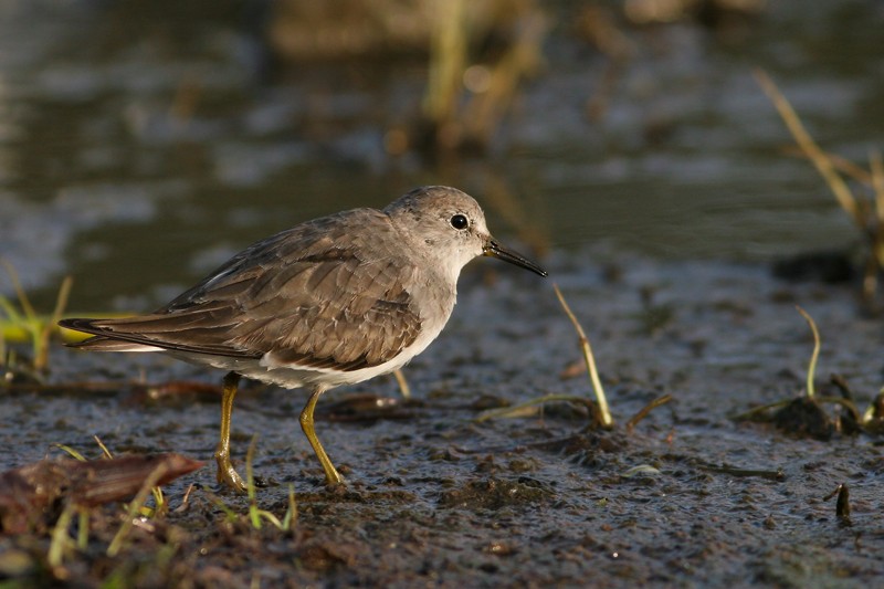 Temminck's Stint